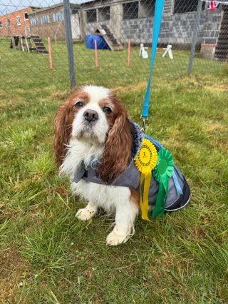 Difford Dog Show