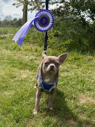 Difford Dog Show