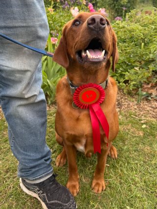 Difford Dog Show