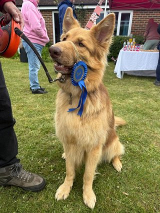 Difford Dog Show