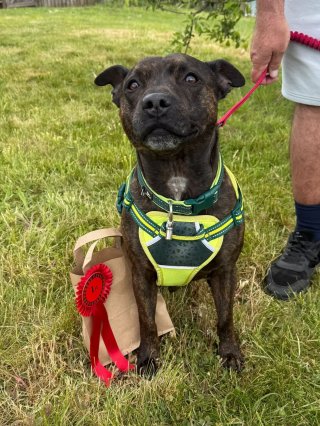 Difford Dog Show