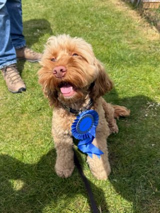 Difford Dog Show