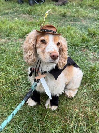 Difford Dog Show