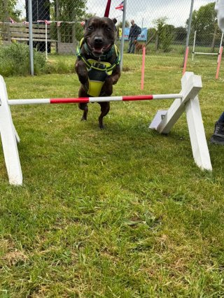 Difford Dog Show